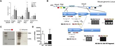 Role of the Fractalkine Receptor in CNS Autoimmune Inflammation: New Approach Utilizing a Mouse Model Expressing the Human CX3CR1I249/M280 Variant